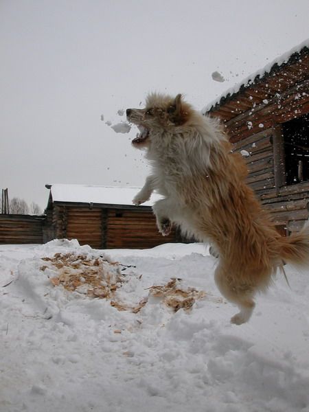 These funny animals (33 pics)
