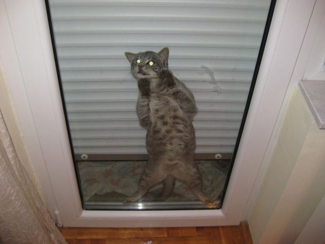 These funny animals (33 pics)