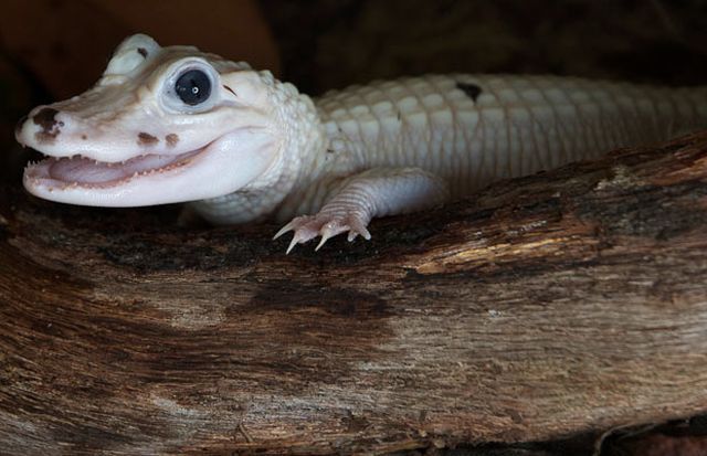 These funny animals (33 pics)
