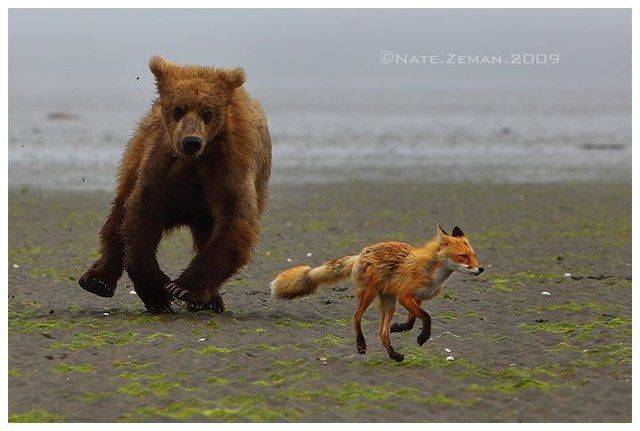 These funny animals (33 pics)