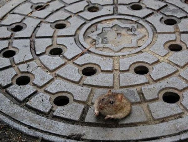 These funny animals (33 pics)