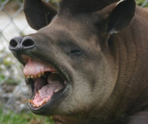 These funny animals (33 pics)