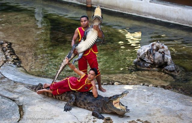 Scary and Incredible Crocodile Show (21 pics)
