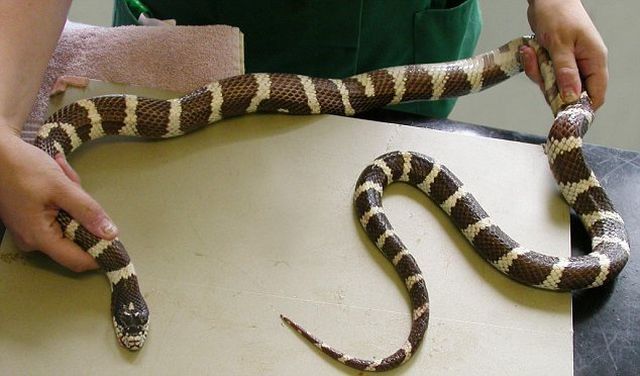 The Most Stupid Snake in the World (2 pics)