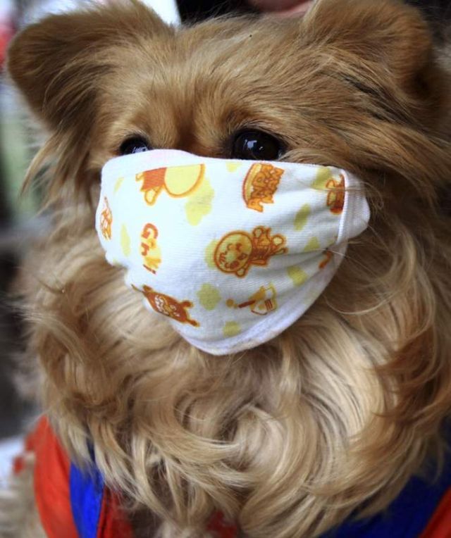 These funny animals (32 pics)