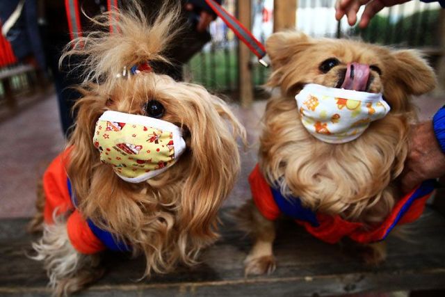 These funny animals (32 pics)
