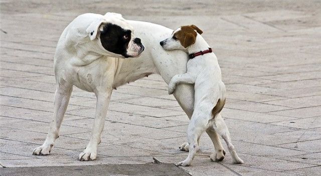 These funny animals (32 pics)