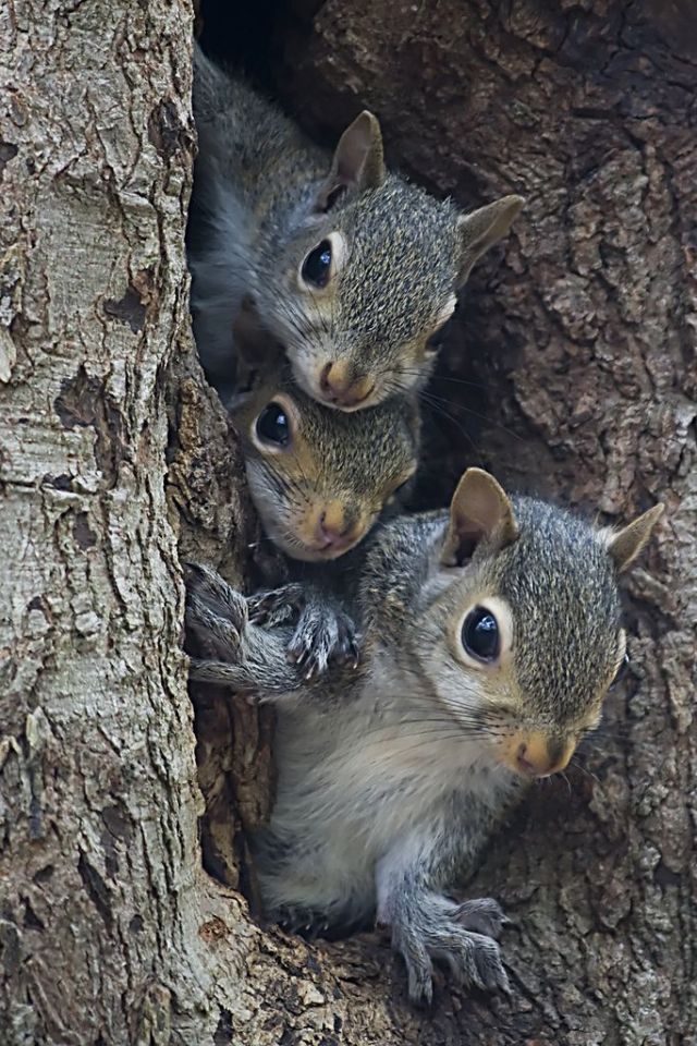 These funny animals (32 pics)
