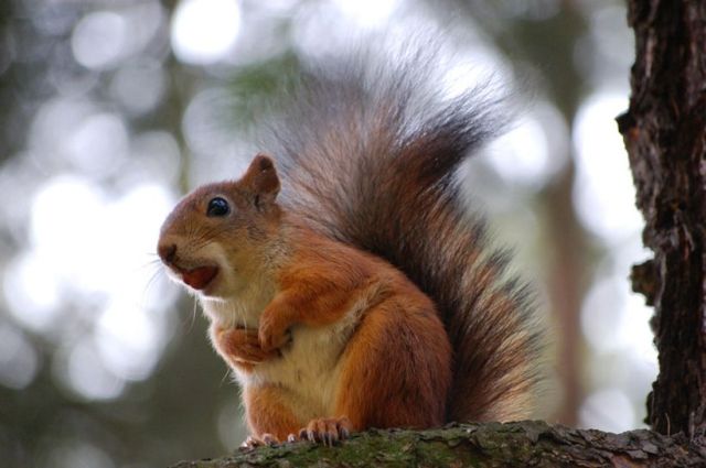These funny animals (32 pics)