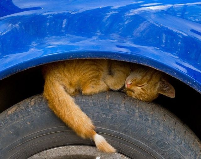 These funny animals (32 pics)