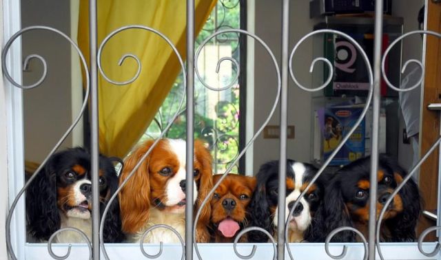 These funny animals (32 pics)