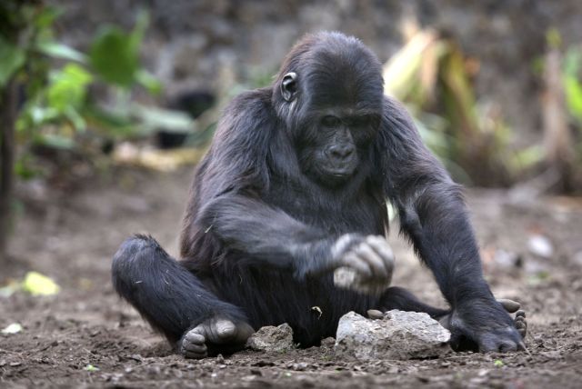 These funny animals (32 pics)