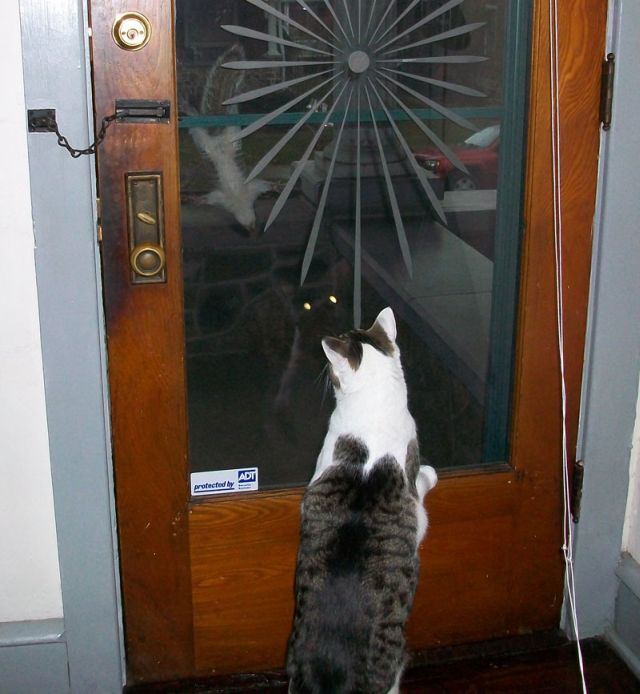These funny animals (32 pics)