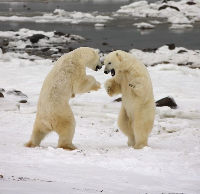 These funny animals (32 pics)