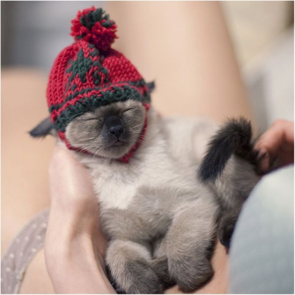 These funny animals (32 pics)