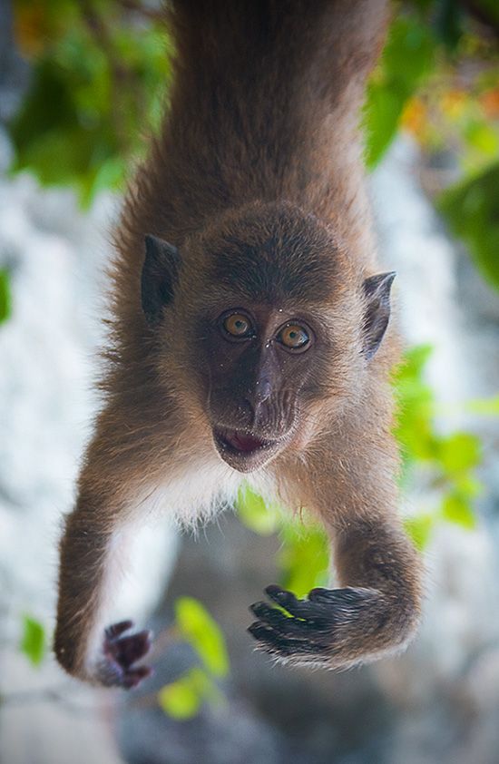 These funny animals (32 pics)