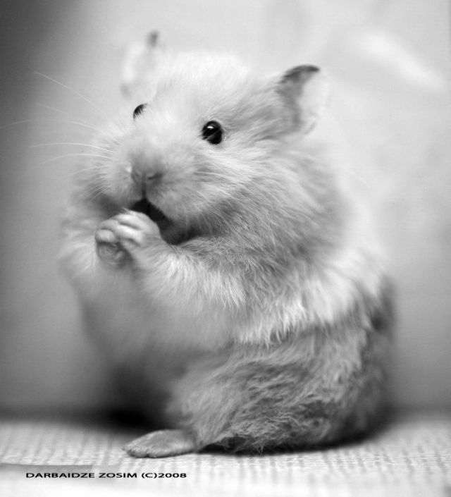 These funny animals (32 pics)