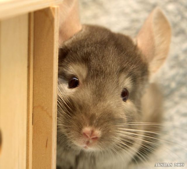 These funny animals (32 pics)