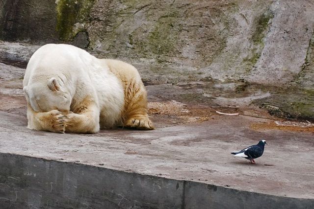 These funny animals (32 pics)