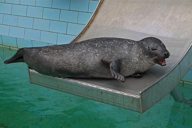These funny animals (32 pics)
