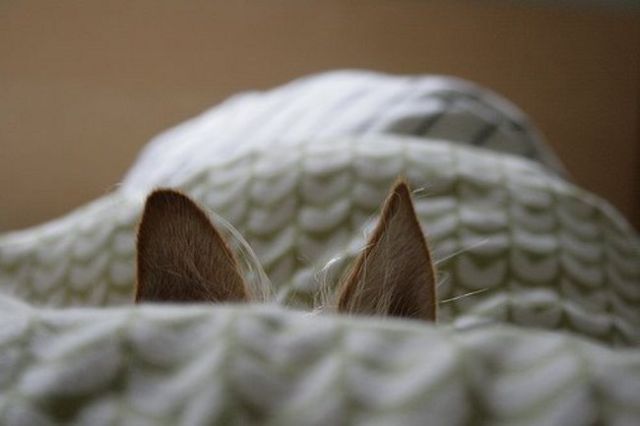 These funny animals (32 pics)