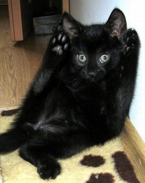 These funny animals (32 pics)