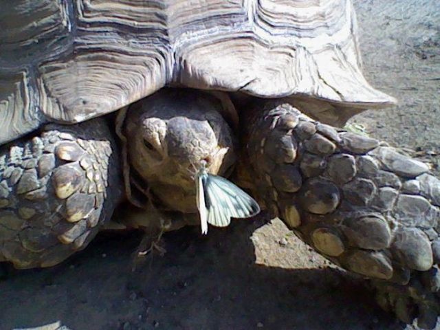 These funny animals (32 pics)