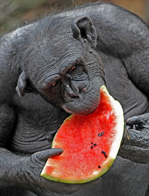These funny animals (32 pics)