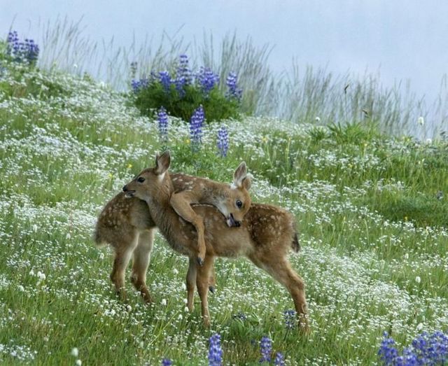 These funny animals (32 pics)
