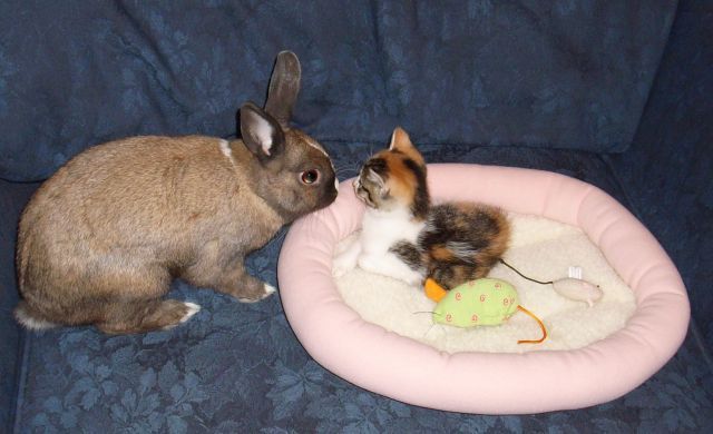These funny animals (32 pics)