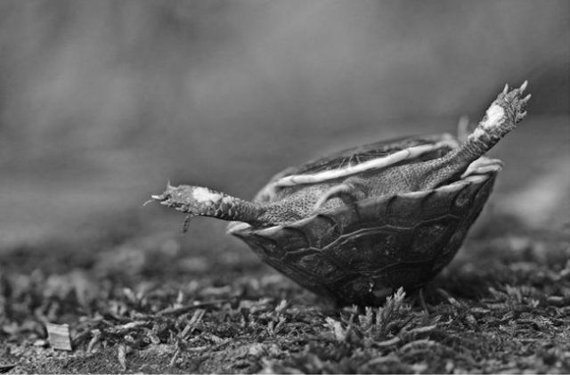 These funny animals (32 pics)