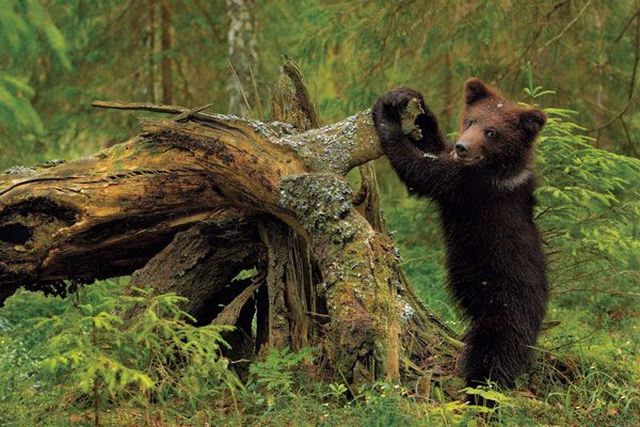 These funny animals (32 pics)