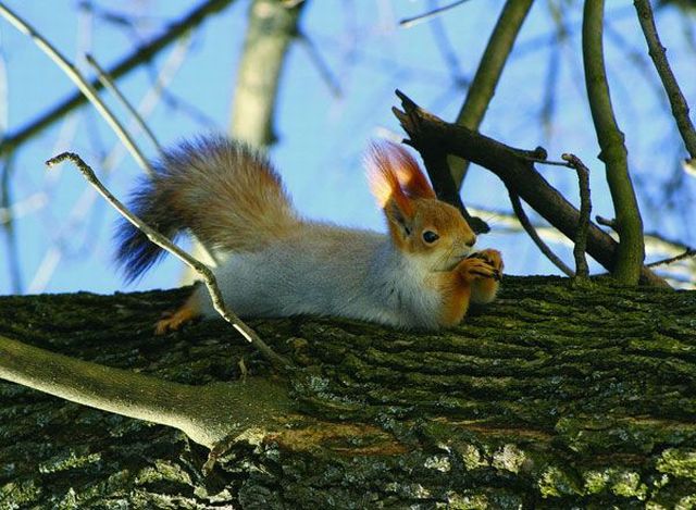 These funny animals (32 pics)
