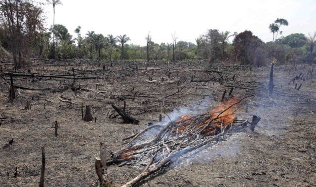 Amazon Drought (16 pics)