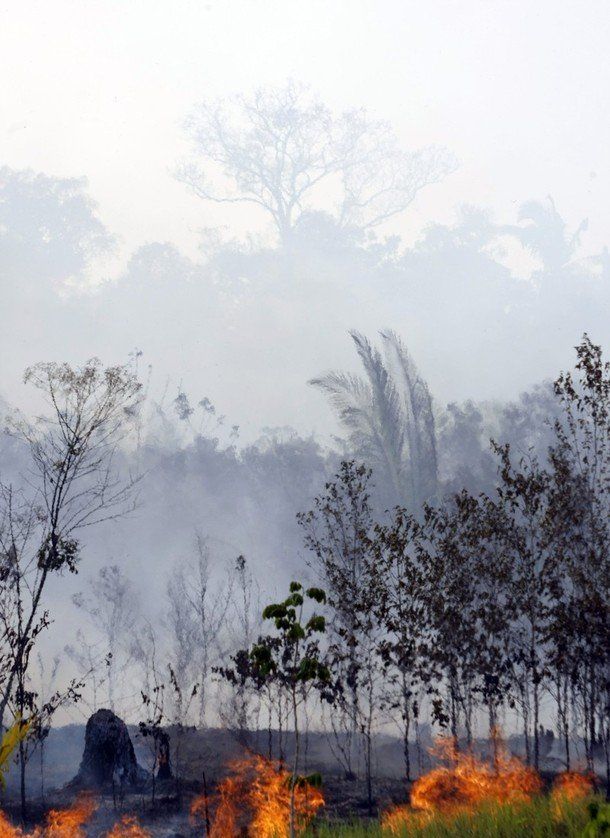 Amazon Drought (16 pics)