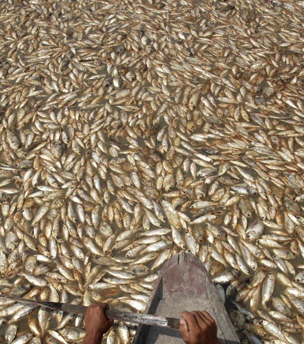Amazon Drought (16 pics)