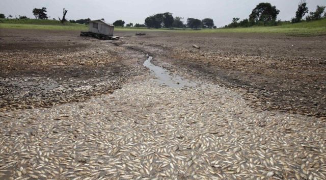 Amazon Drought (16 pics)