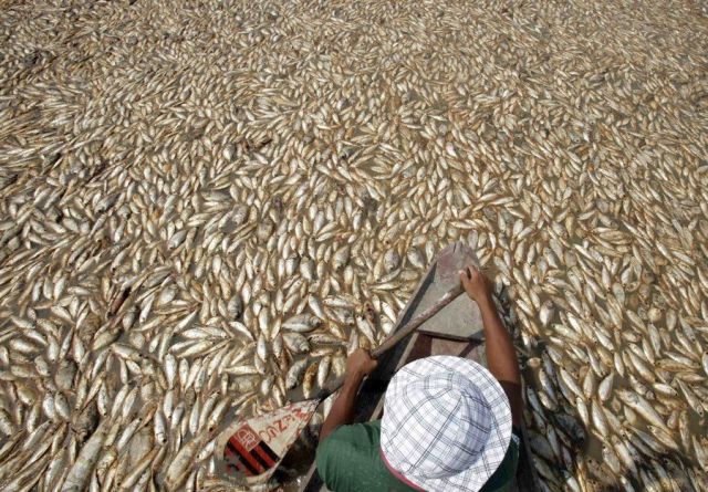 Amazon Drought (16 pics)