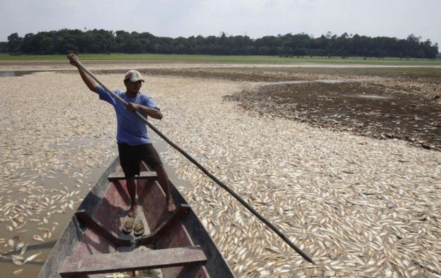 Amazon Drought (16 pics)