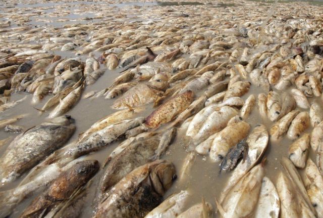 Amazon Drought (16 pics)