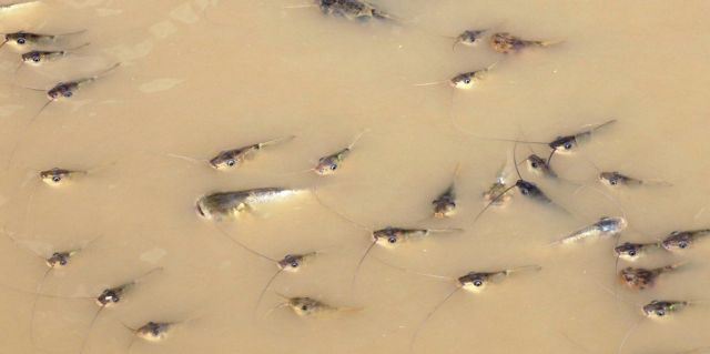 Amazon Drought (16 pics)