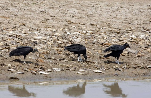 Amazon Drought (16 pics)
