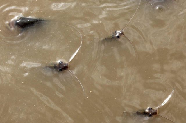 Amazon Drought (16 pics)
