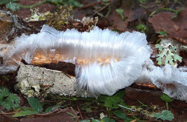 "Hairy" Tree (7 pics)