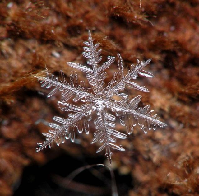 Unique and Beautiful Snowflakes (49 pics)