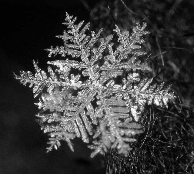 Unique and Beautiful Snowflakes (49 pics)