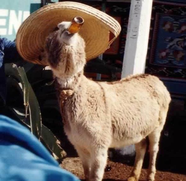 These funny animals (51 pics)