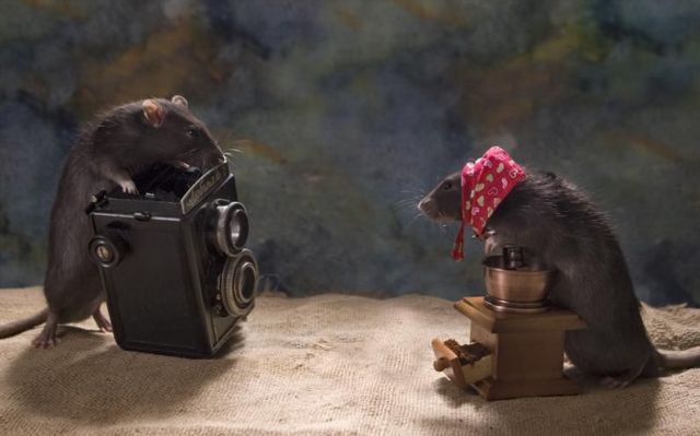 These funny animals (51 pics)