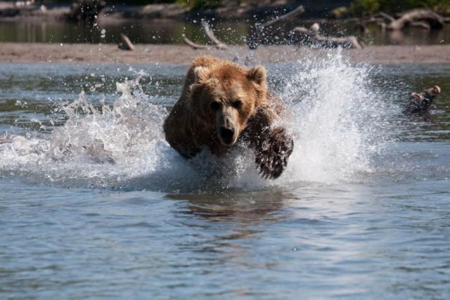 These funny animals (51 pics)