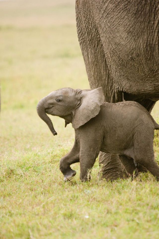 These funny animals (51 pics)